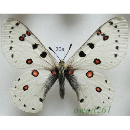Parnassius apollonius poseidon Bryk & Eisner, 1934 male Uzbekistan20a